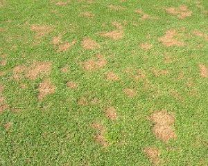 الاشرار كالحشيش سريعا يذبلون